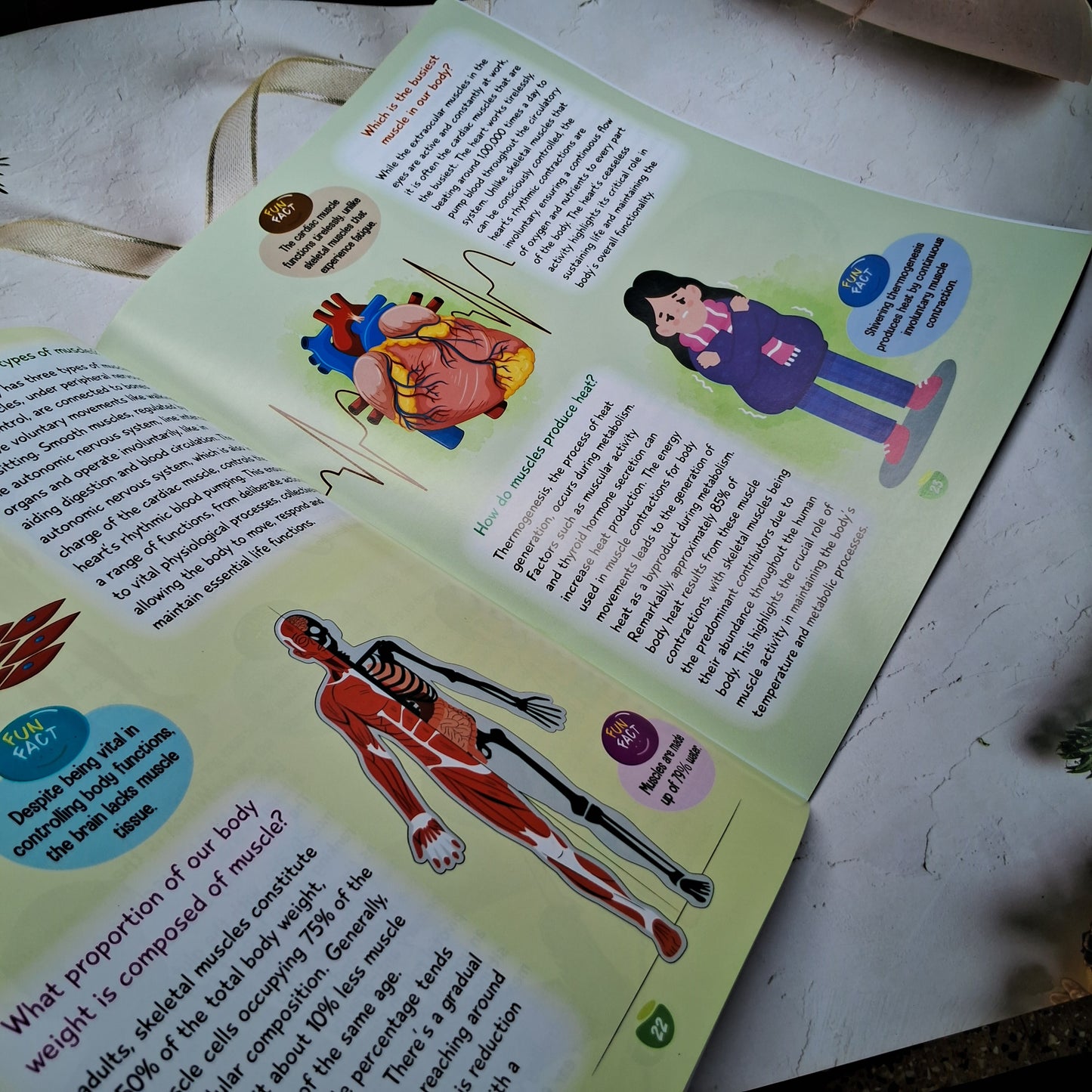 Kids Encyclopedia-Human Body