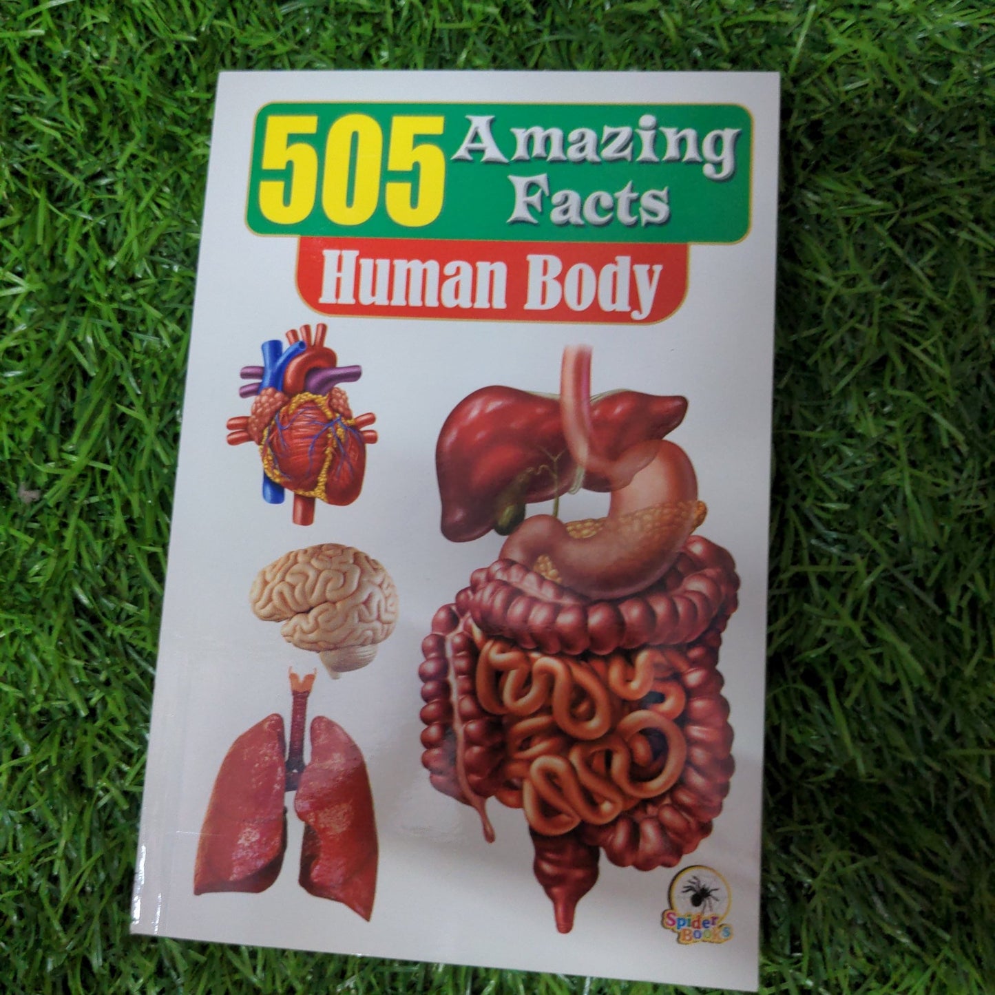 Human Body - 505 Amazing Facts - We Are Turners