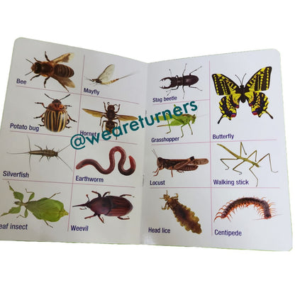 Insects - Sea Creatures - Reptiles - We Are Turners