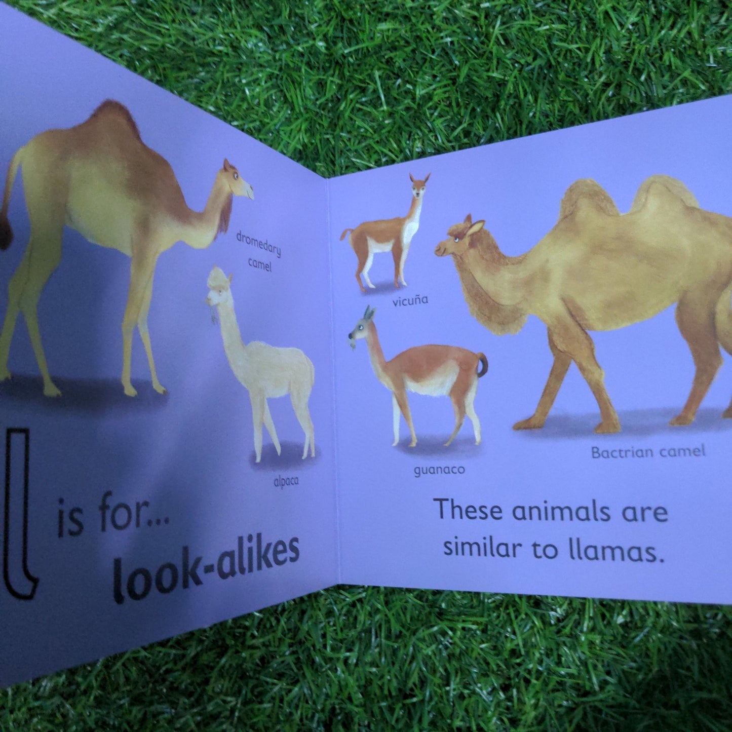 L is for Llama - We Are Turners