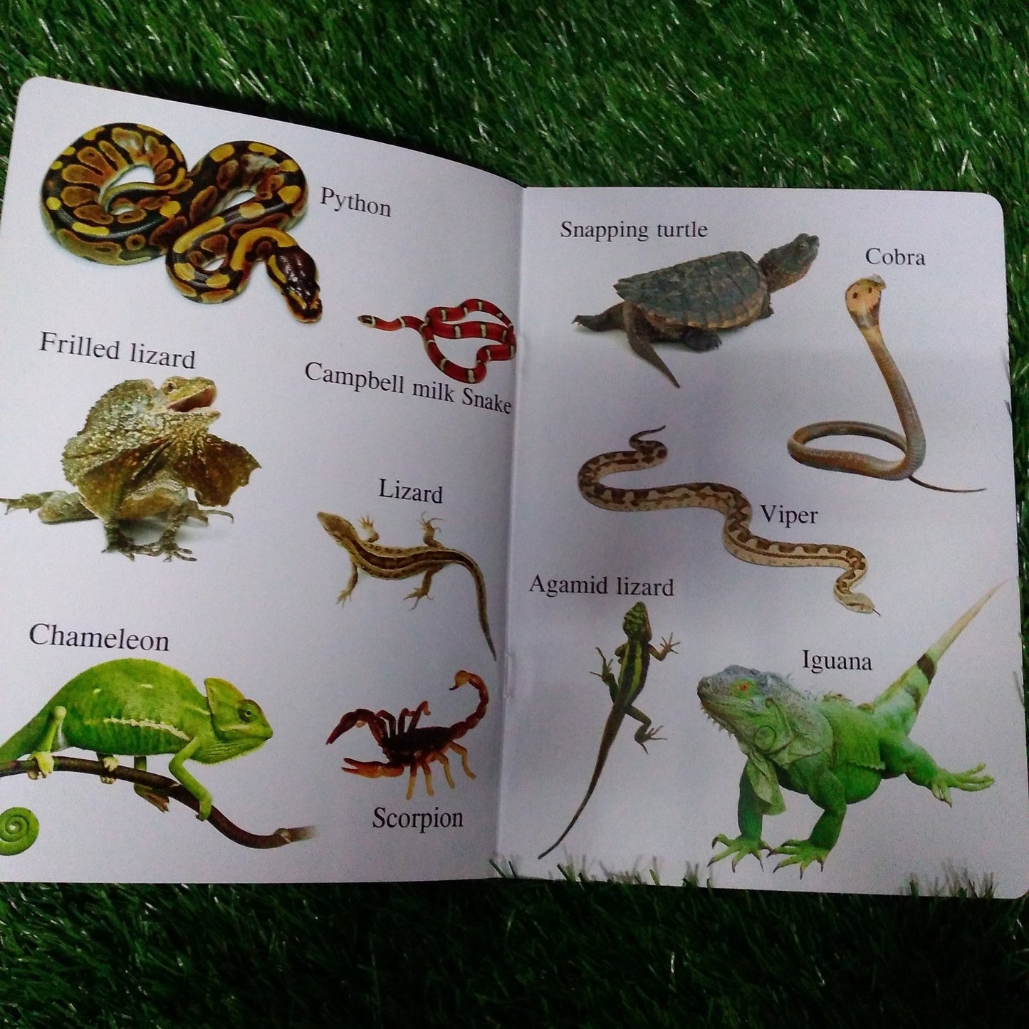 My First Book of Reptiles - We Are Turners