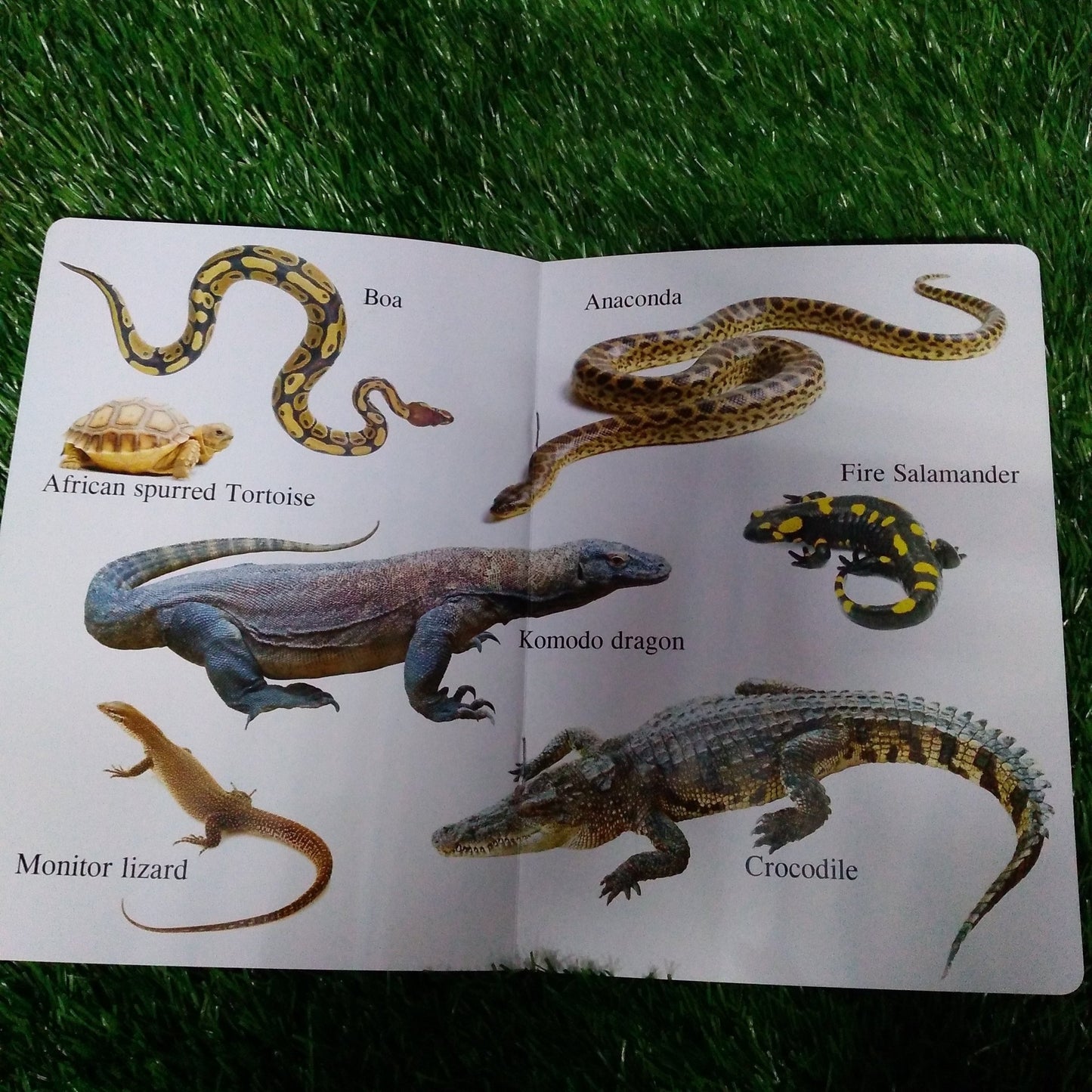 My First Book of Reptiles - We Are Turners