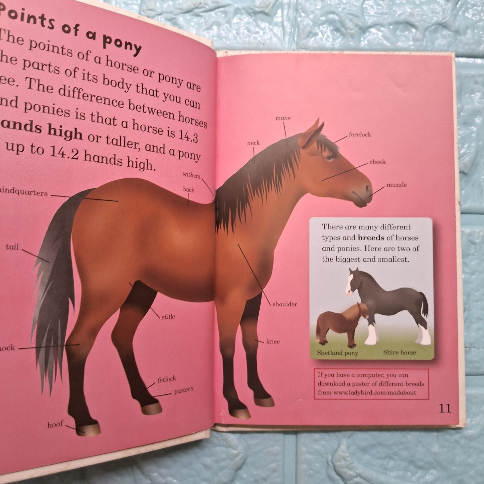 Ponies - Very Good Condition Hardcover - We Are Turners