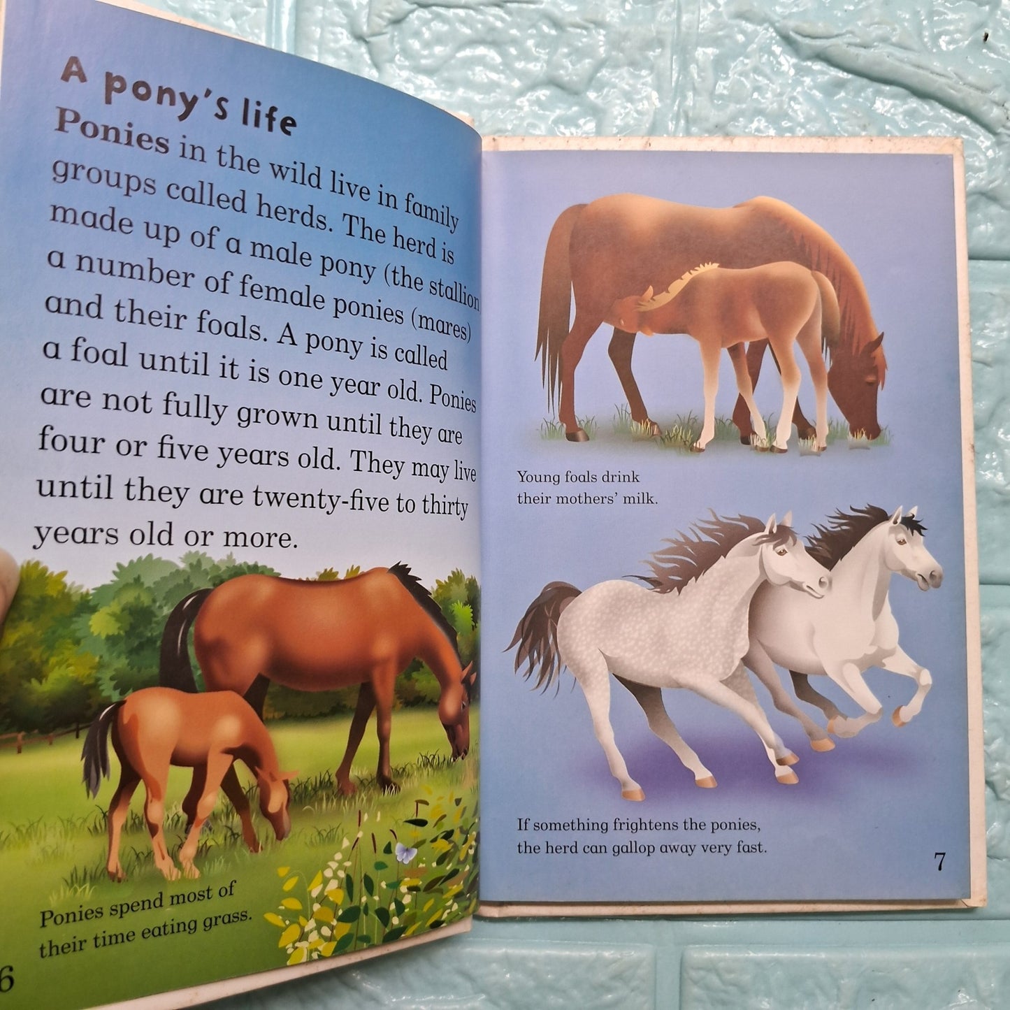 Ponies - Very Good Condition Hardcover - We Are Turners